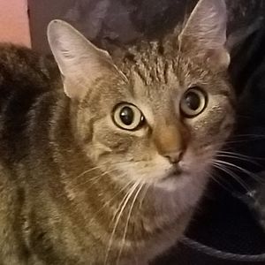 Meet your Posher, Elizabeth